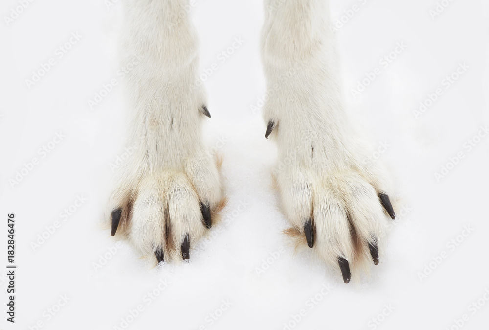 Naklejka premium Timber wolf or Grey Wolf (Canis lupus) isolated on a white background of feet standing in the winter snow in Canada