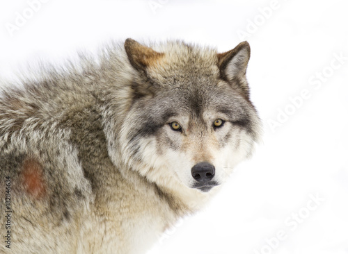 A lone Timber wolf or Grey Wolf  Canis lupus  isolated against a white background portrait closeup in winter snow in Canada
