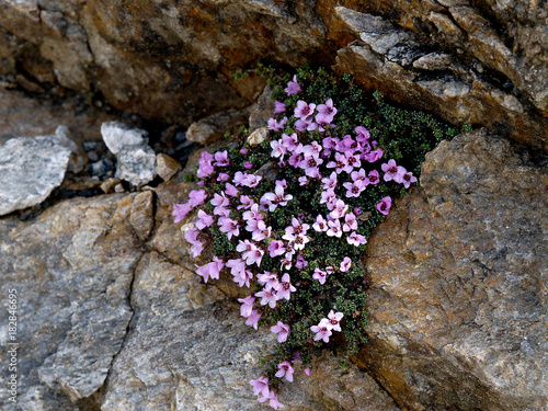Flower growing on mountain slopes and on rocky terrain.