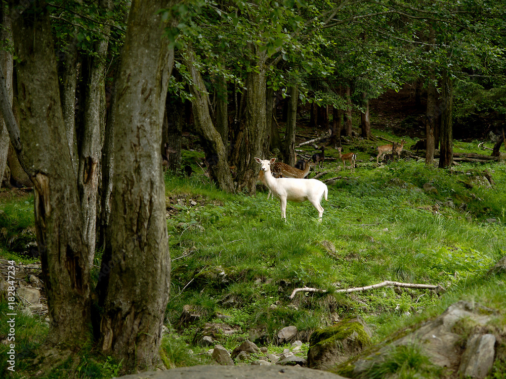 Obraz premium A white lamb in the pasture at the edge of a forest.
