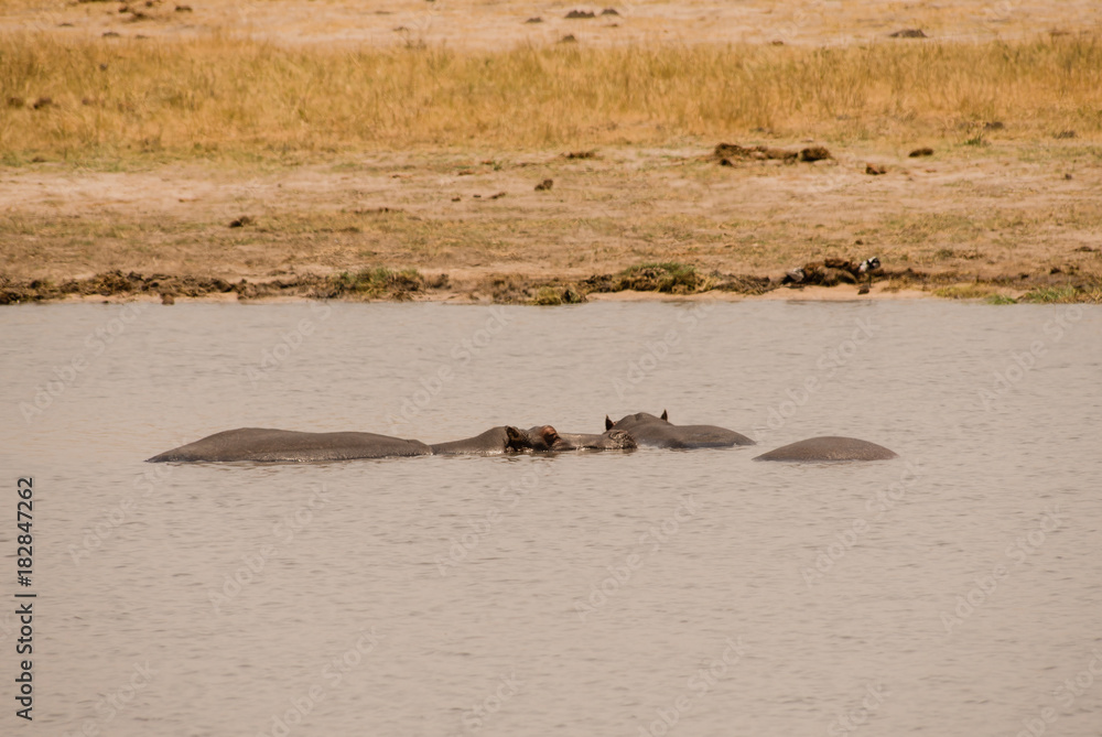Fototapeta premium Flusspferde im Kariba See am Charara Safari Area Nationalpark Südafrika