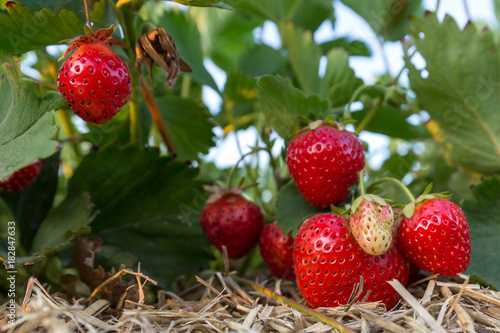Leckere reife Erdbeeren am Strauch im Erdbeerfeld  closeup