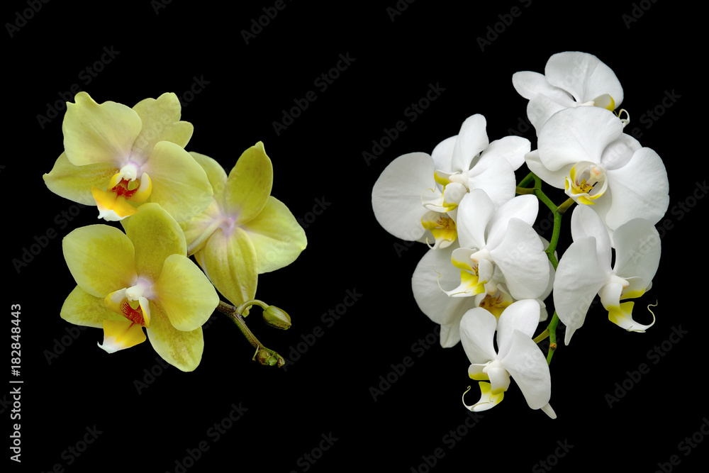 yellow and white orchids isolated on a black background yellow and white orchids isolated on a black background