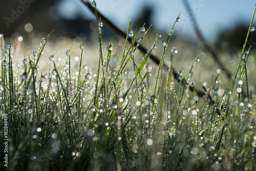 dew drop jewels on grass