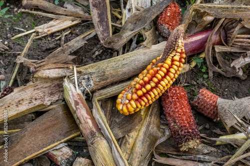 fall corn