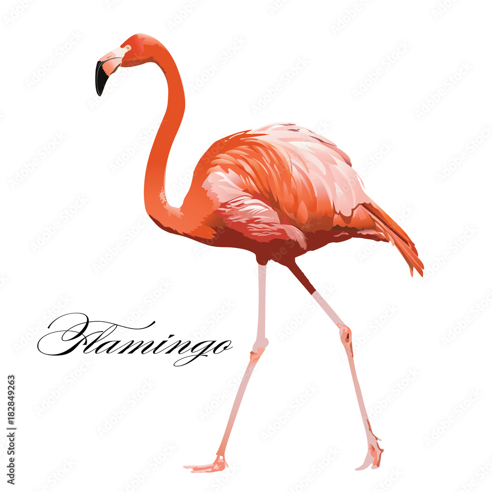 Fototapeta Flamingo tropical exotic coral bird. Vector isolated Illustration.