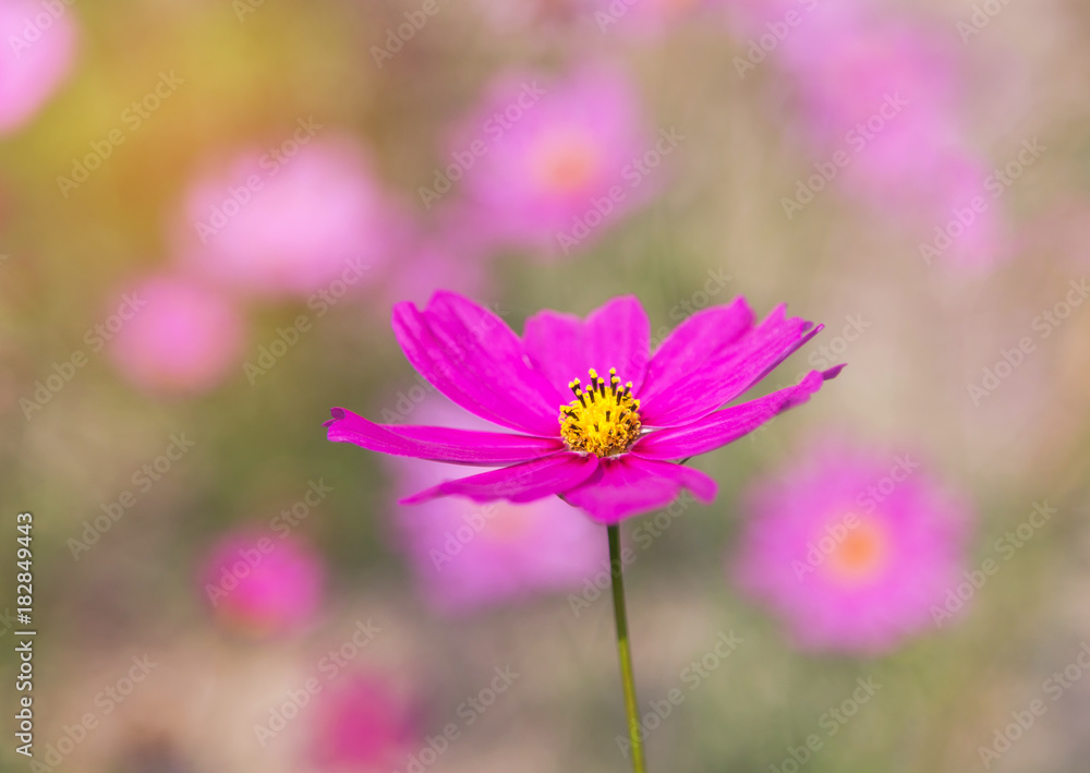 close up colorful pink cosmos flowers blooming in the field on sunny day close up colorful pink cosmos flowers blooming in the field on sunny day