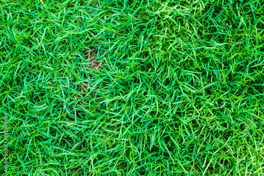 Fress green grass background nature meadow Fress green grass background nature meadow