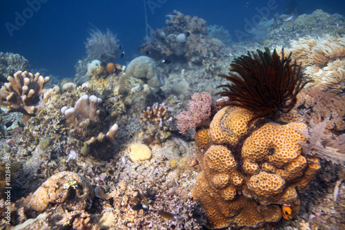 underwater world - coral reef landscape