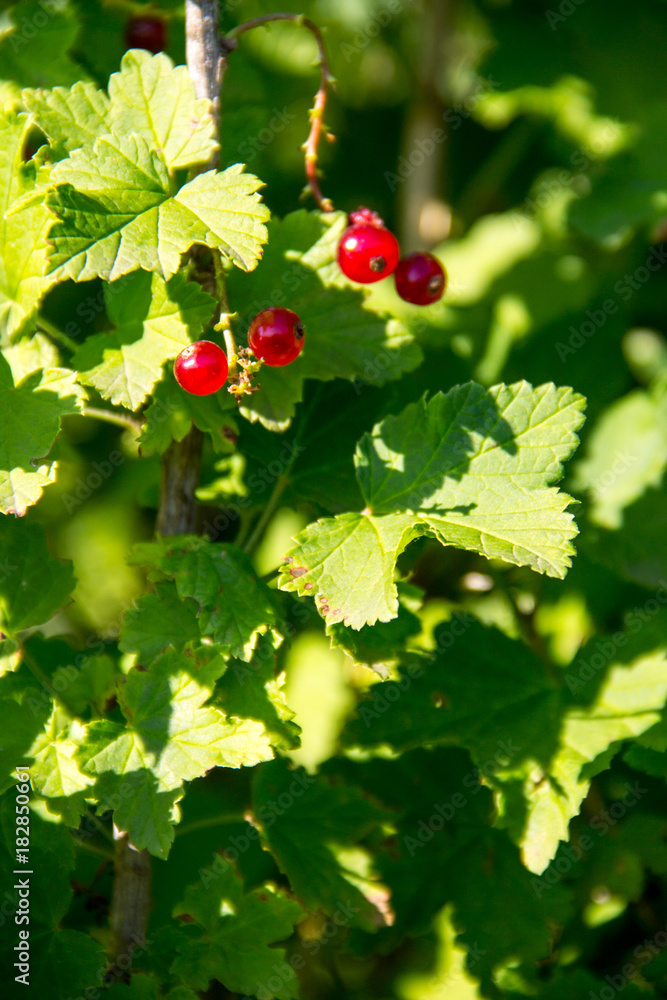 Red currant berries on a bush close-up Red currant berries on a bush close-up