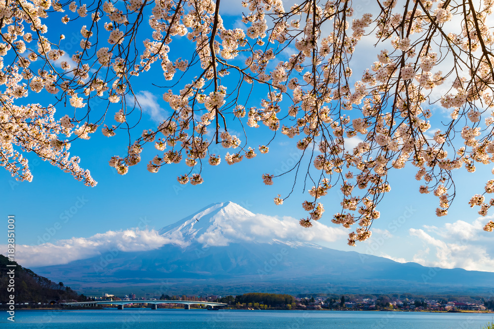 The Mount Fuji.Foreground is a cherry blossoms.The shooting location is Lake Kawaguchiko, Yamanashi prefecture Japan.