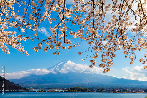 The Mount Fuji.Foreground is a cherry blossoms.The shooting location is Lake Kawaguchiko  Yamanashi prefecture Japan.
