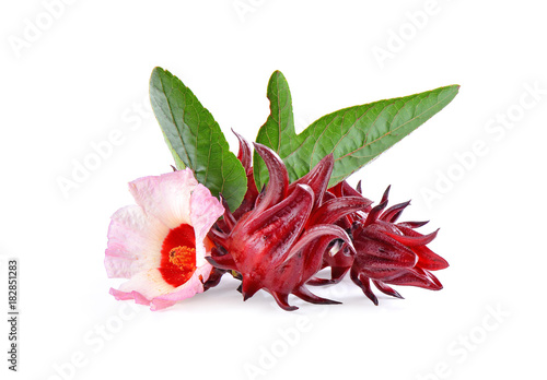 roselle hibiscus on white background photo