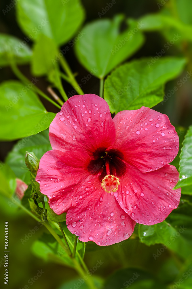 Pink Hibiscus Pink Hibiscus