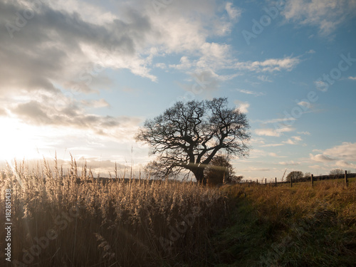 autumn landscape reeds sky sun flare bare branch tree