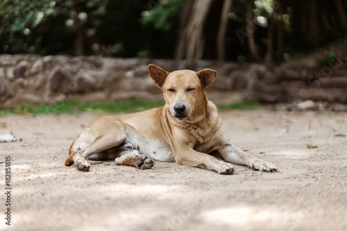 Straßenhund im Sand © dbunn