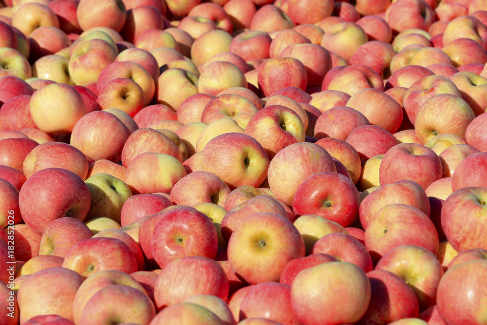 The ripe apples are in the tree The ripe apples are in the tree