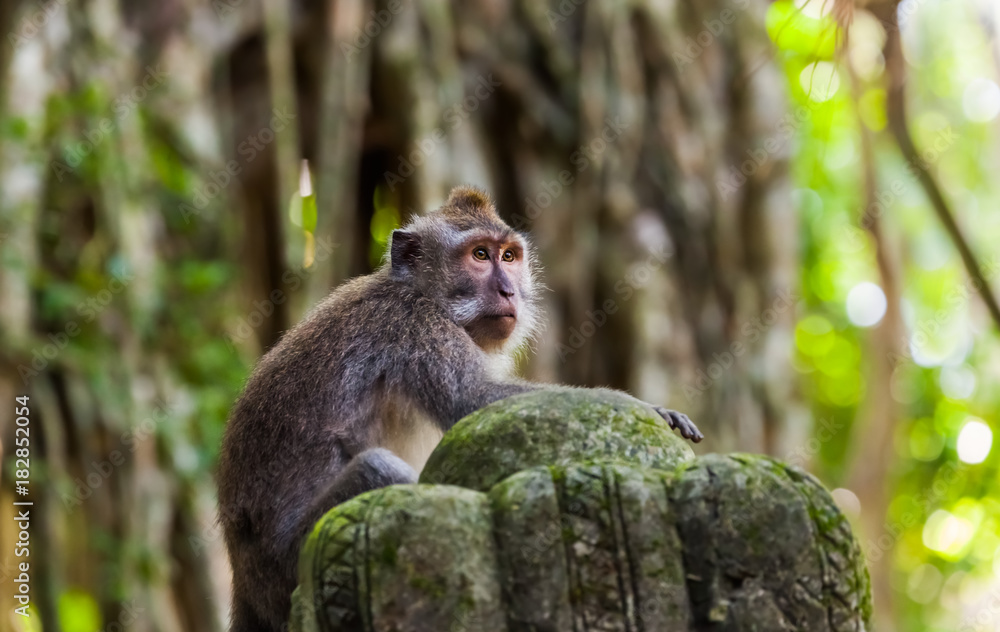 Monkey in forest park in Ubud - Bali Indonesia Monkey in forest park in Ubud - Bali Indonesia
