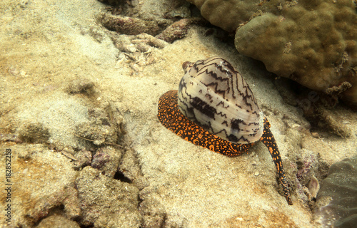 Obraz na płótnie underwater world - cone snail w salonie