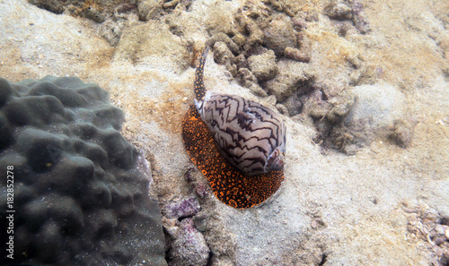 underwater world - cone snail