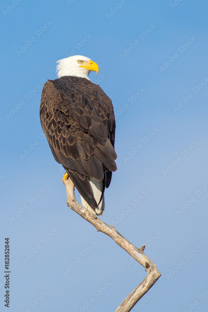 Bald Ealge in Virginia perched on branch. Bald Ealge in Virginia perched on branch.