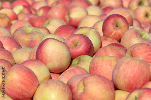 The ripe apples are in the tree