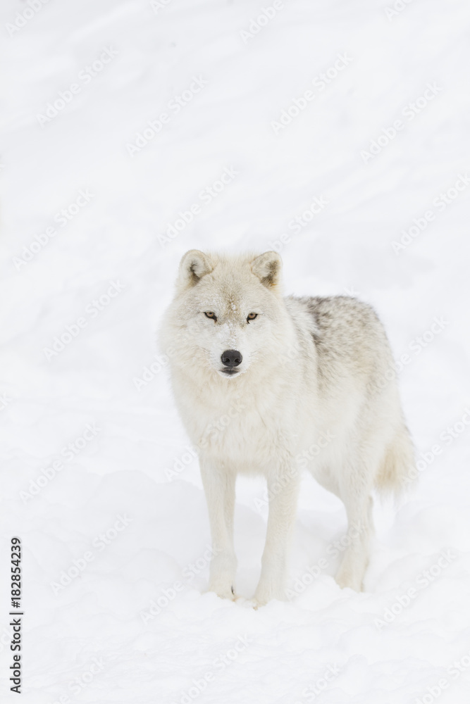 Naklejka premium Arctic wolf (Canis lupus arctos) isolated on a white background walking in the winter snow in Canada