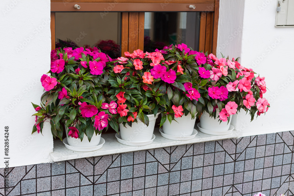 Bright pink impatiens hawkeri, the New Guinea impatiens, in white flower pots Bright pink impatiens hawkeri, the New Guinea impatiens, in white flower pots