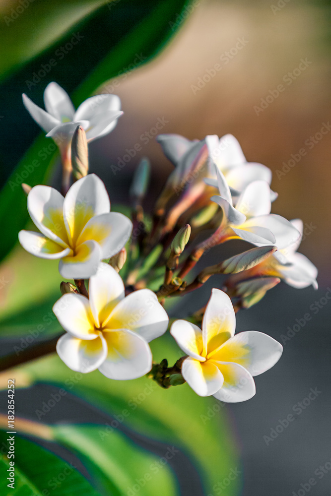 Fototapeta premium Frangipani flowers (plumeria)