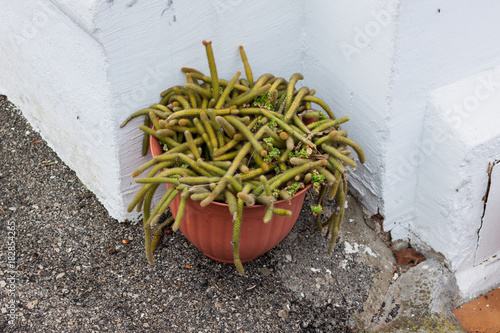 Rat Tail Cactus, Disocactus, in a flower pot photo