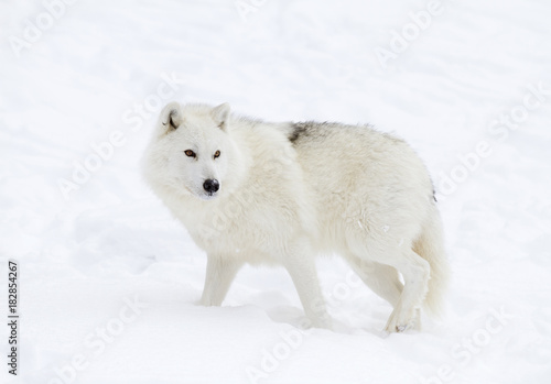 Arctic wolf (Canis lupus arctos) isolated on a white background walking in the winter snow in Canada