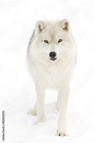 Arctic wolf (Canis lupus arctos) isolated on a white background walking in the winter snow in Canada