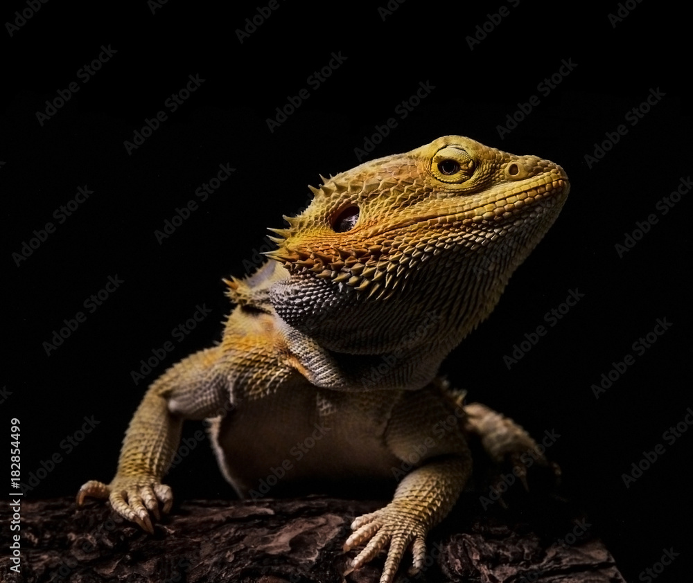 Obraz premium Bearded Dragon Lizard posing 