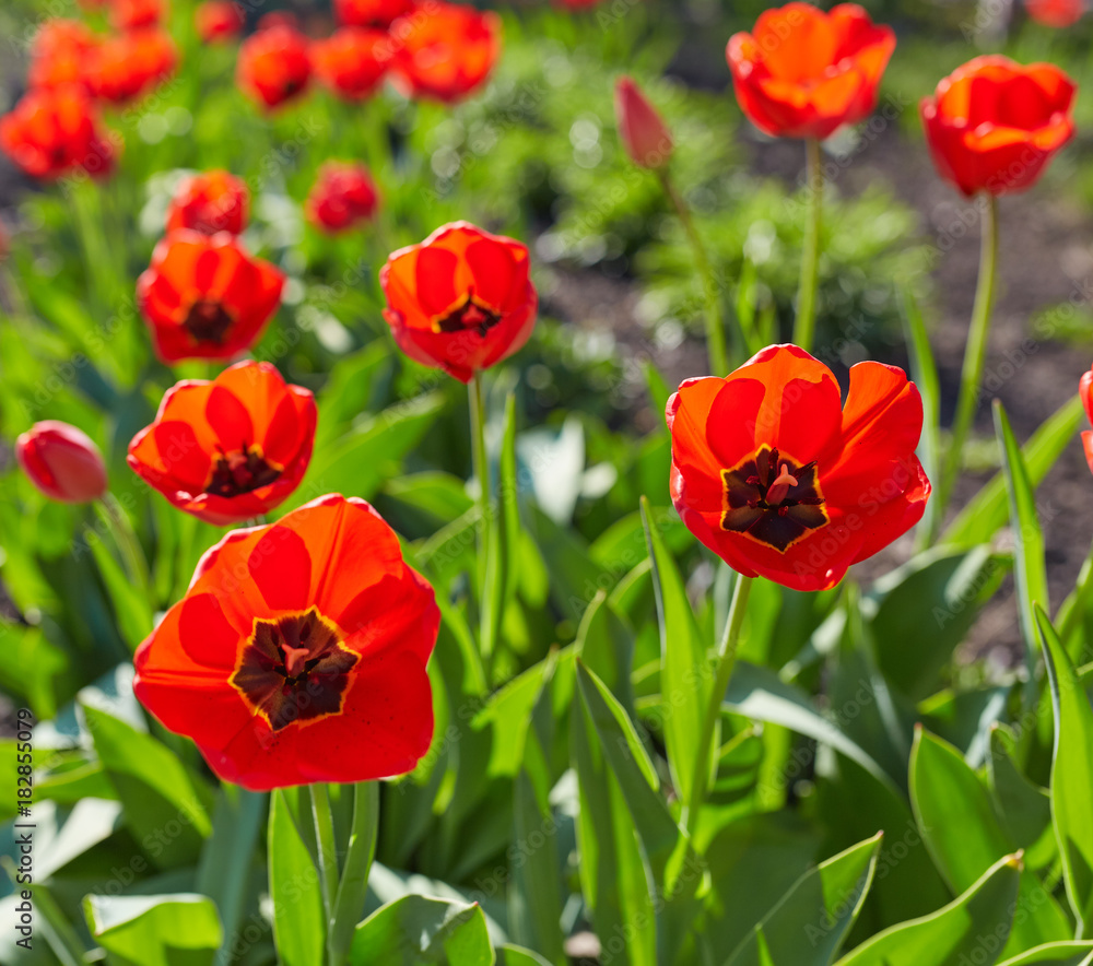 Naklejka premium Tulip flowers in close up