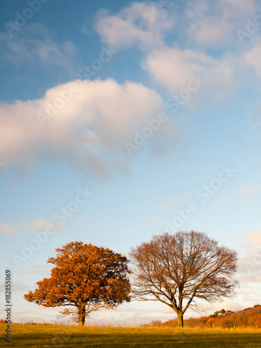 two large trees empty grass land country trees blue sky clouds landscape plain
