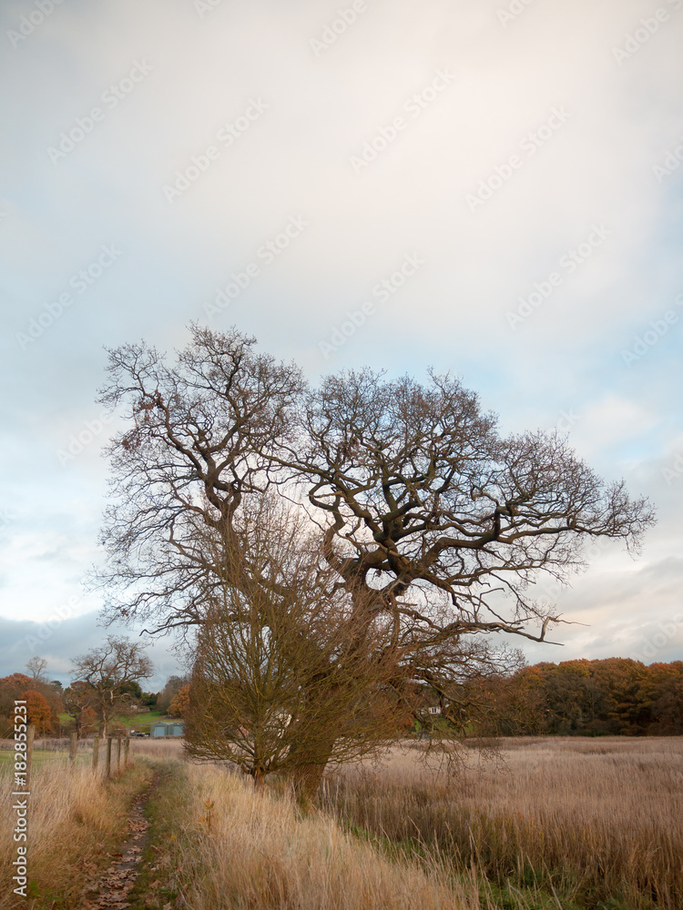 autumn bare branch trees landscape fall reeds golden reeds autumn bare branch trees landscape fall reeds golden reeds