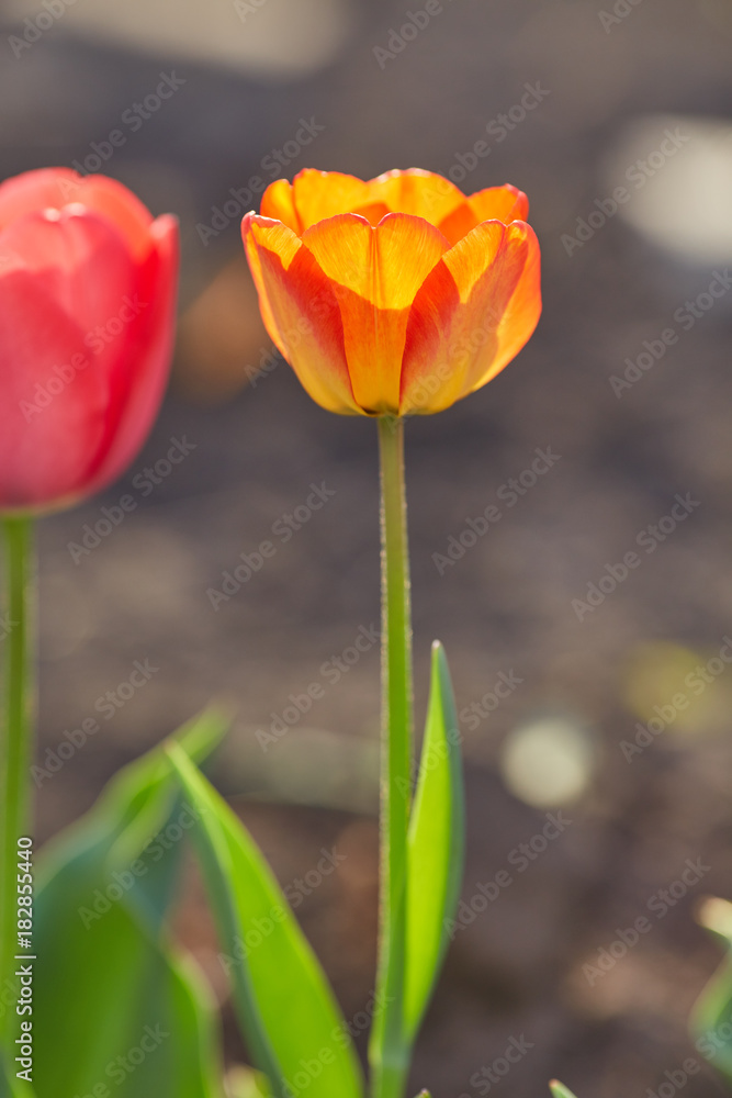 Fototapeta premium Tulip flowers in close up