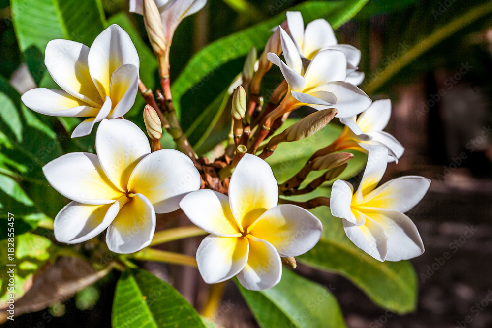 Frangipani flowers (plumeria) Frangipani flowers (plumeria)