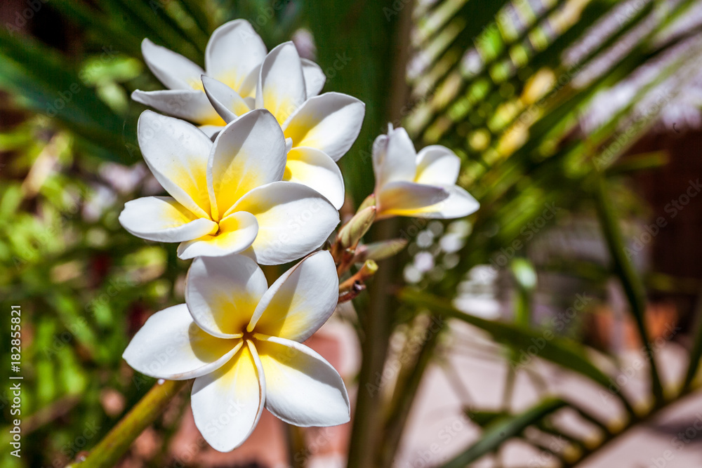 Frangipani flowers (plumeria) Frangipani flowers (plumeria)