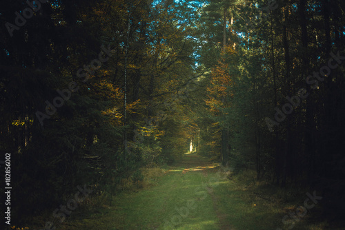 Forest path in sunlight in autumn forest.