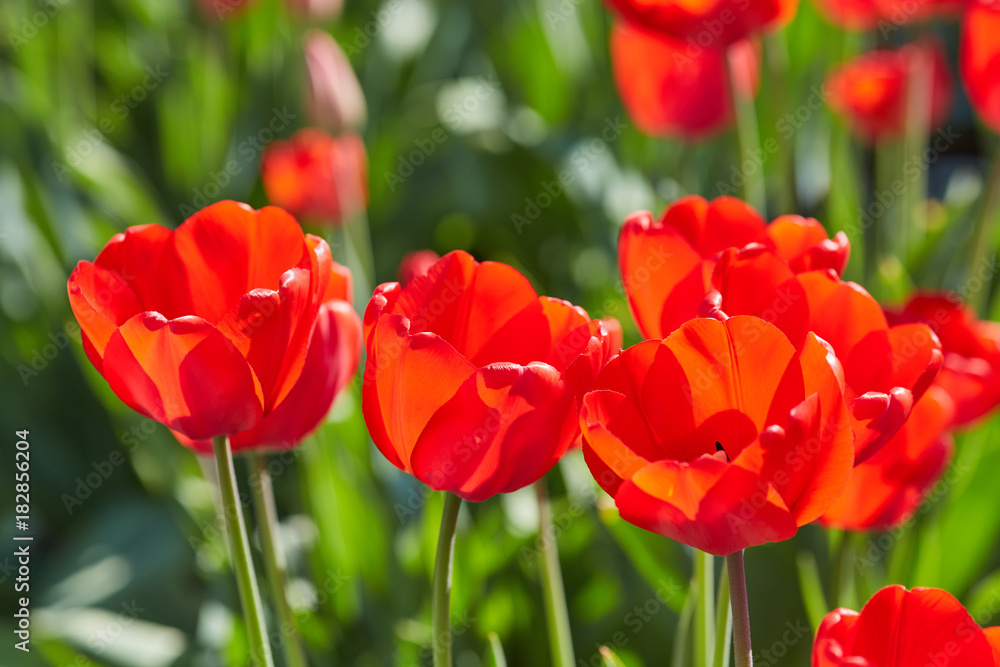 Tulip flowers in close up Tulip flowers in close up