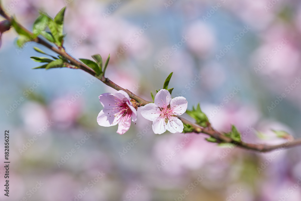 The beautiful blooming branch The beautiful blooming branch