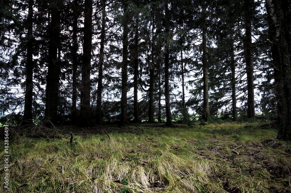 Obraz premium Märchenwald bei Biberach im Algäu