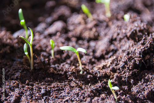 Wallpaper Mural Tomato seedlings Torontodigital.ca