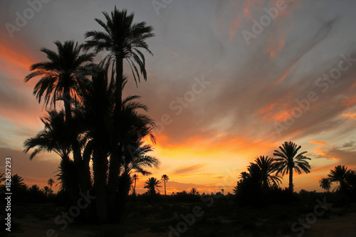 coucher de soleil sur la palmeraie