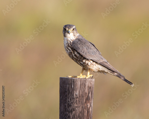 Merlin Falcon