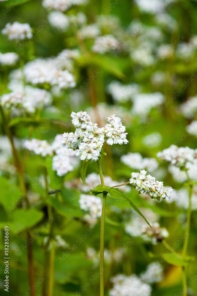 Wild flowers in garden Wild flowers in garden