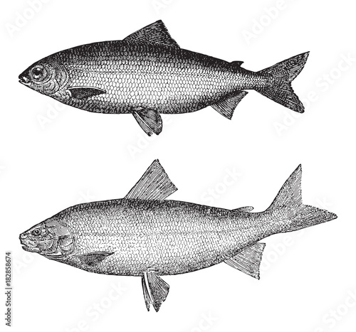 Coregonus wartmanni above and Whitefish  Coregonus albus  below   vintage illustration