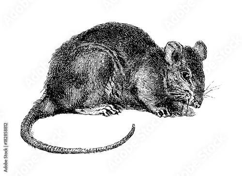 Rat (Rattus) / vintage illustration