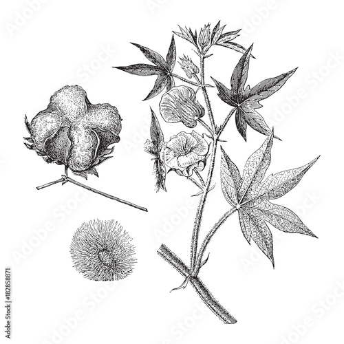Levant cotton (Gossypium herbaceum) / vintage illustration